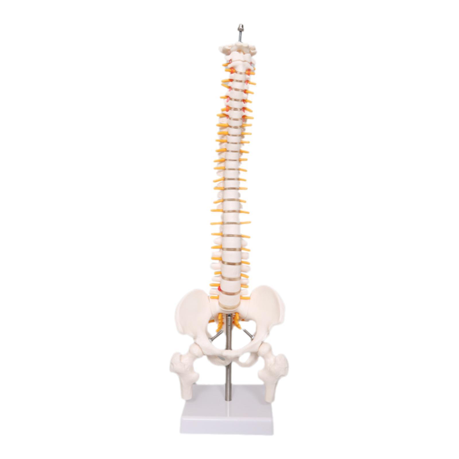 Medical Lab Study - 脊椎モデル教育ツール学習教材スタンド付き脊髄モデル科学研究学校研究室生物学用