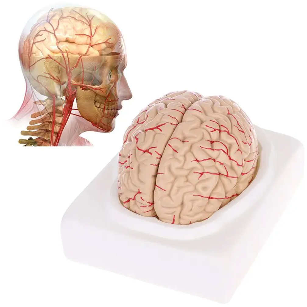 Medical Lab Study - ディスプレイベース、教育ツール、科学教室、研究、学習、人間、モデルを備えた等身大の脳解剖学モデル
