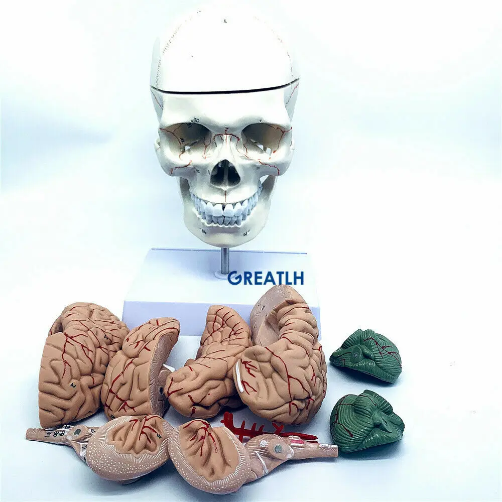 Medical Lab Study - Greatlh脳解剖学モデル、人間の頭の頭蓋骨モデル、医学研究、実験室学習、ディスプレイ、教育