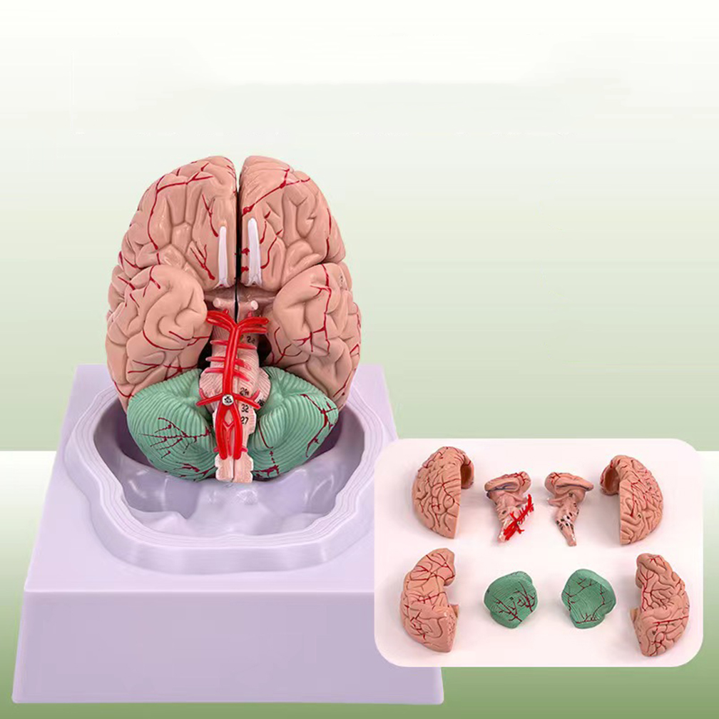 Medical Lab Study - 人間の人生のサイズ,脳の機能領域モデル,科学の解剖学,教室,学習,教育,実験室