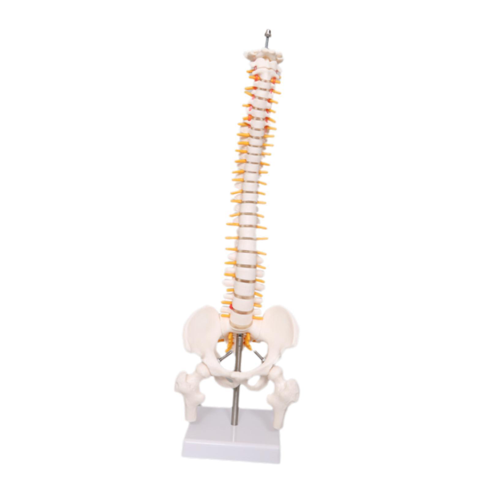 脊椎モデル教育ツール学習教材スタンド付き脊髄モデル科学研究学 - Medical Lab Study のレビューと価格