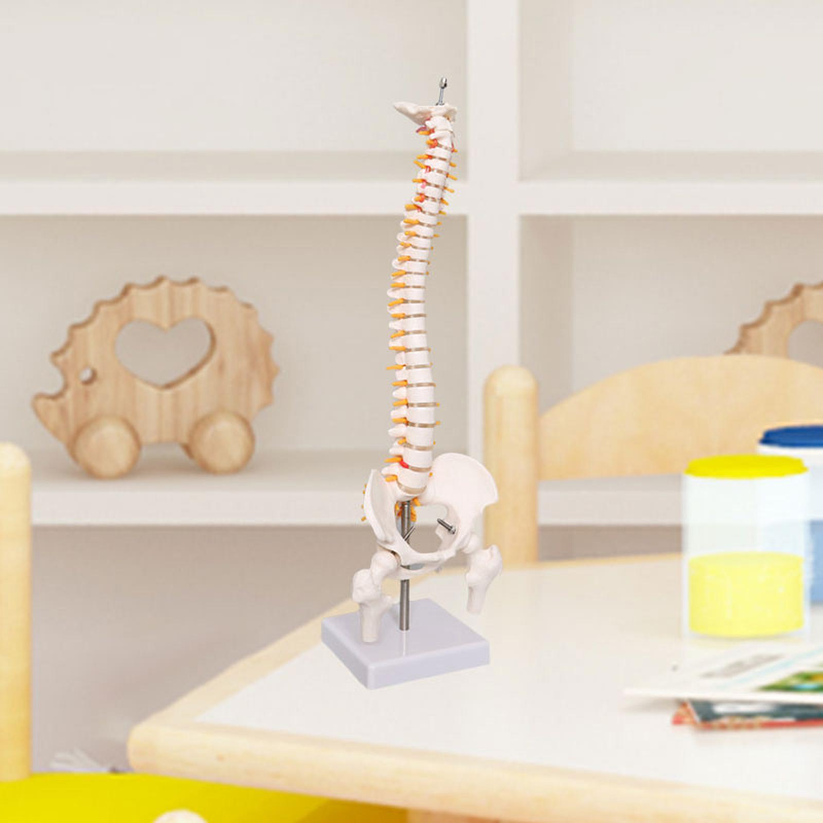 脊椎モデル教育ツール学習教材スタンド付き脊髄モデル科学研究学 - Medical Lab Study のレビューと価格