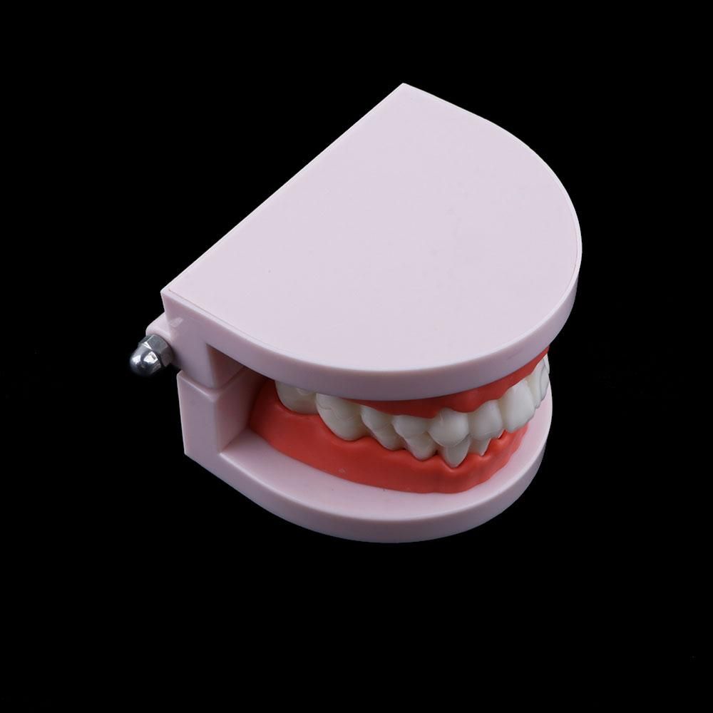 ラボ用成人学習用歯型模型、デモンストレーション用歯科教育用模 - Medical Lab Study のレビューと価格