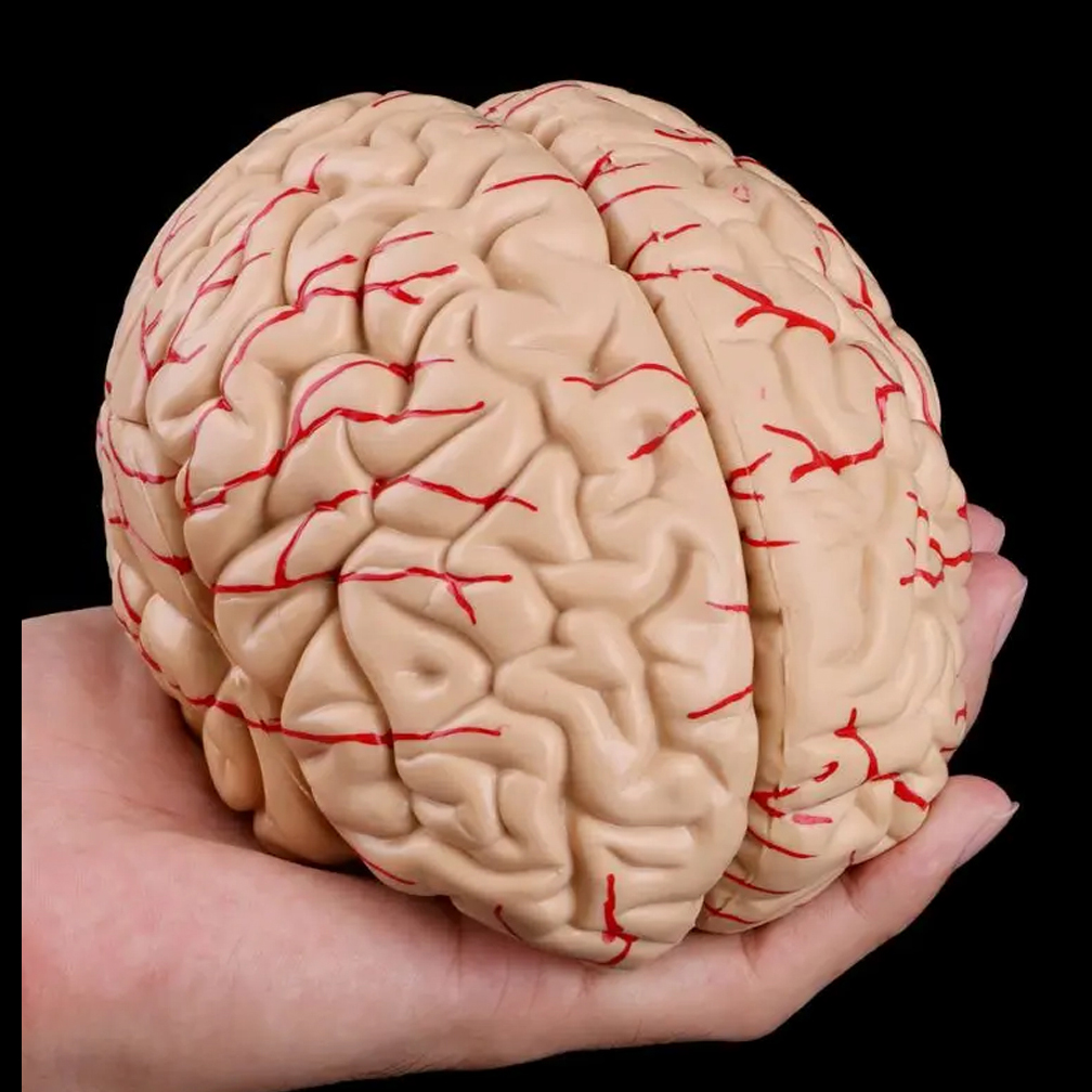 ディスプレイベース、教育ツール、科学教室、研究、学習、人間、 - Medical Lab Study のレビューと価格