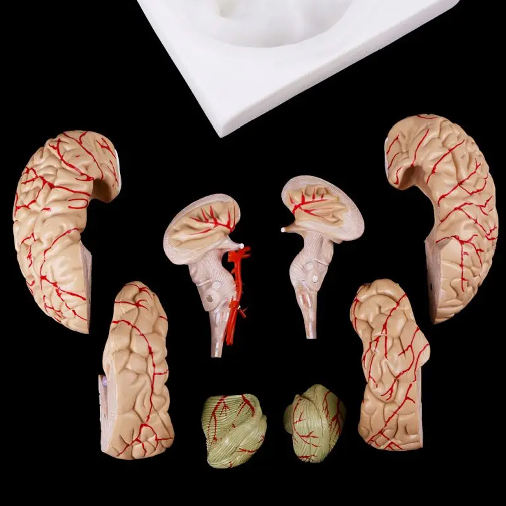 ディスプレイベース、教育ツール、科学教室、研究、学習、人間、 - Medical Lab Study のレビューと価格