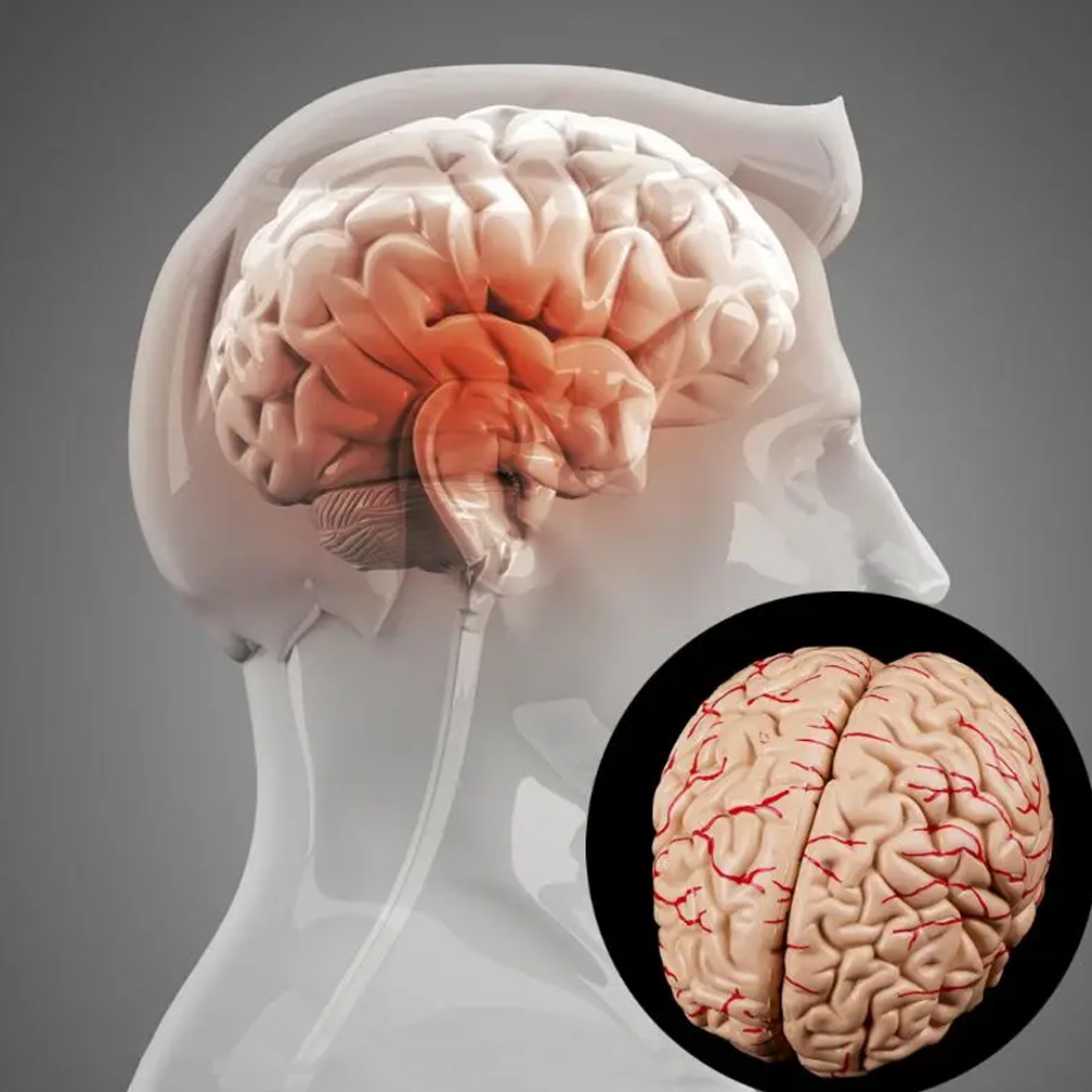ディスプレイベース、教育ツール、科学教室、研究、学習、人間、 - Medical Lab Study のレビューと価格