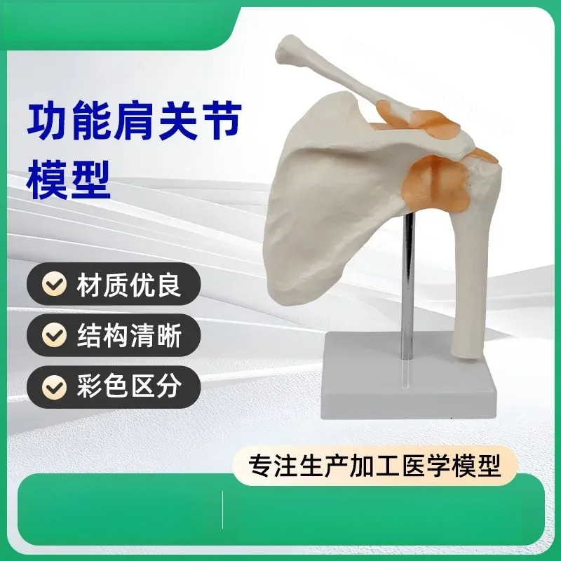 関節靭帯付き機能的肩関節模型 人体解剖学教育用具 医学生学習 - Medical Lab Study のレビューと価格