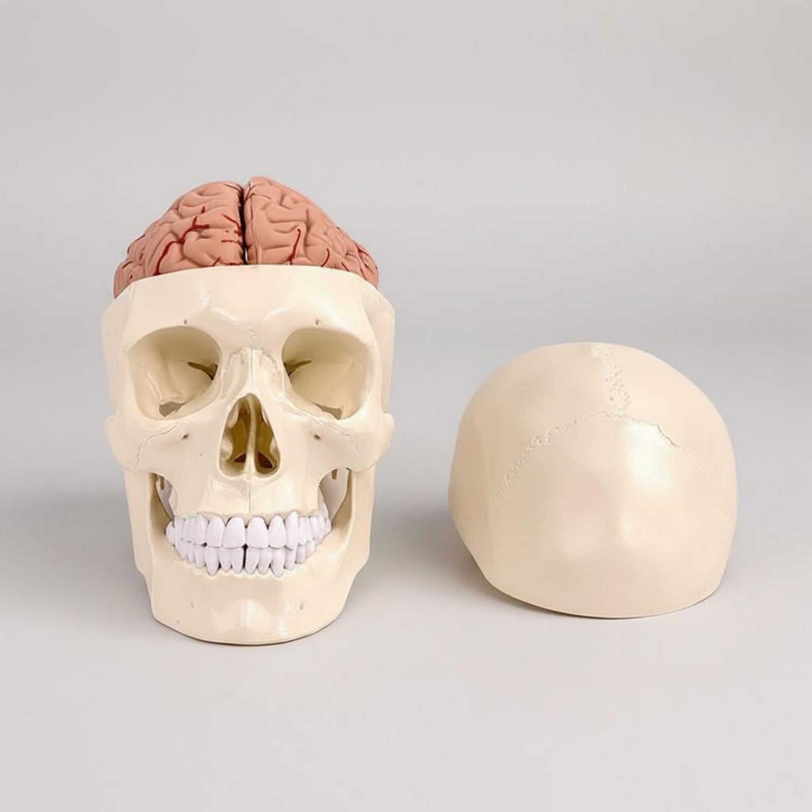 人間の頭蓋骨と脳の模型 等身大の頭蓋骨と脳の模型 教育用教材 - Medical Lab Study のレビューと価格