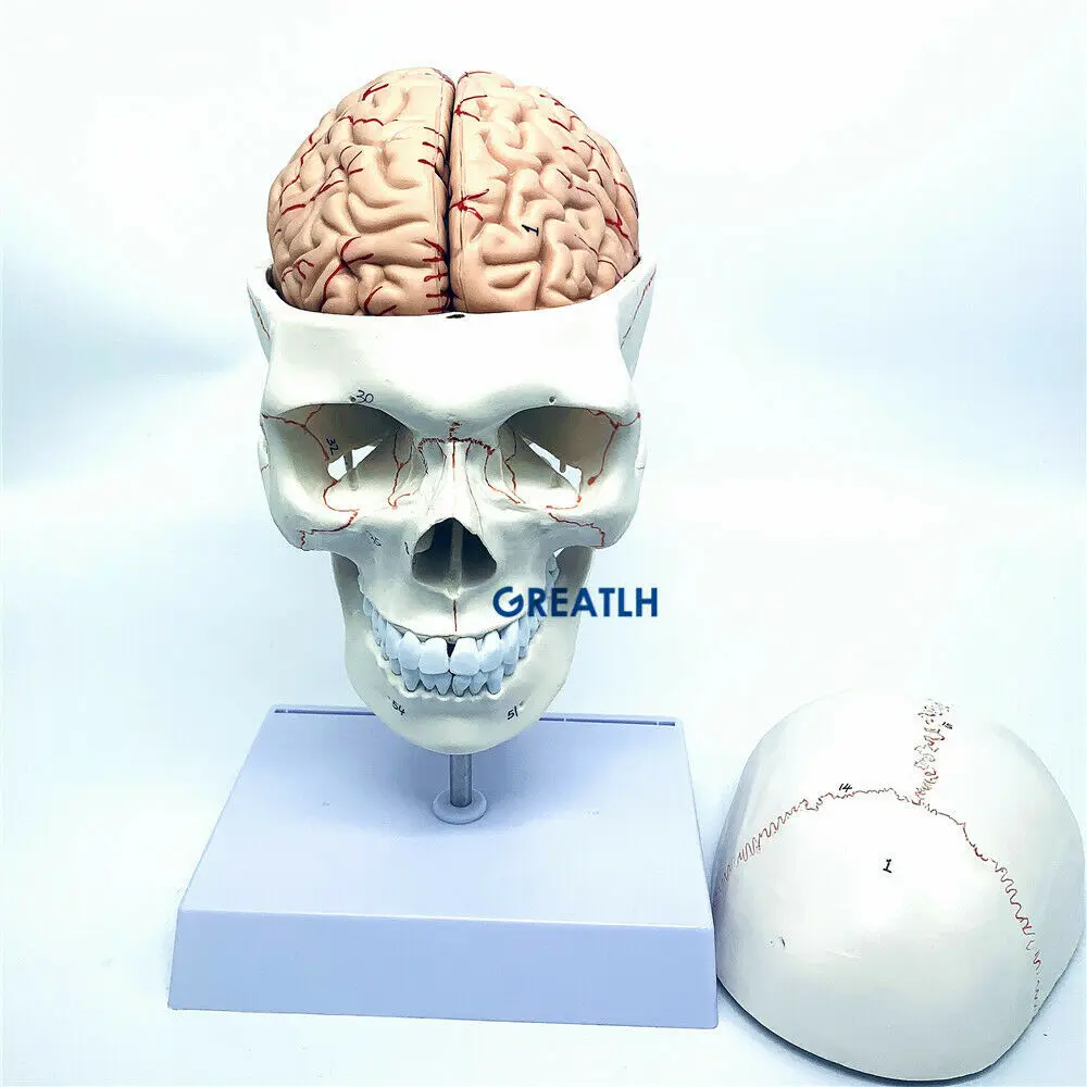 Greatlh脳解剖学モデル、人間の頭の頭蓋骨モデル、医学研 - Medical Lab Study のレビューと価格
