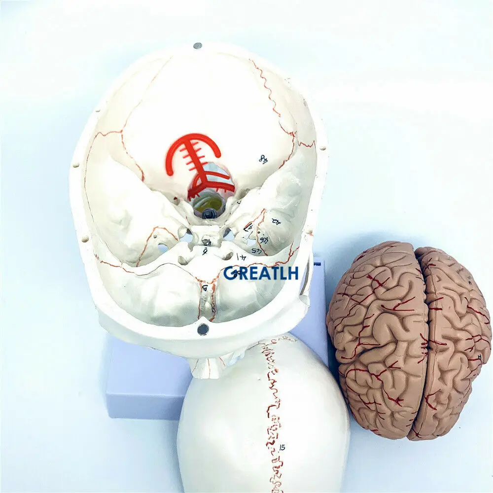 Greatlh脳解剖学モデル、人間の頭の頭蓋骨モデル、医学研 - Medical Lab Study のレビューと価格