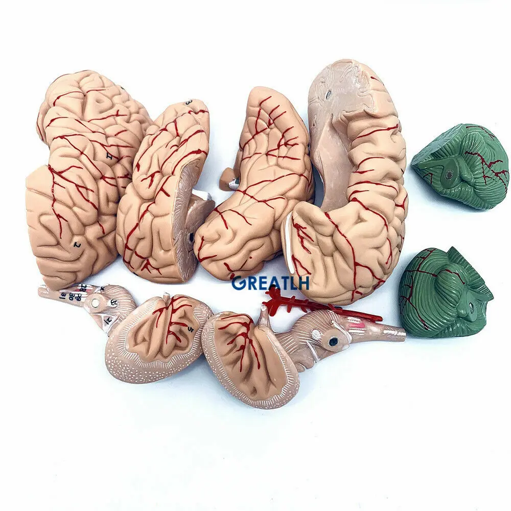 Greatlh脳解剖学モデル、人間の頭の頭蓋骨モデル、医学研 - Medical Lab Study のレビューと価格