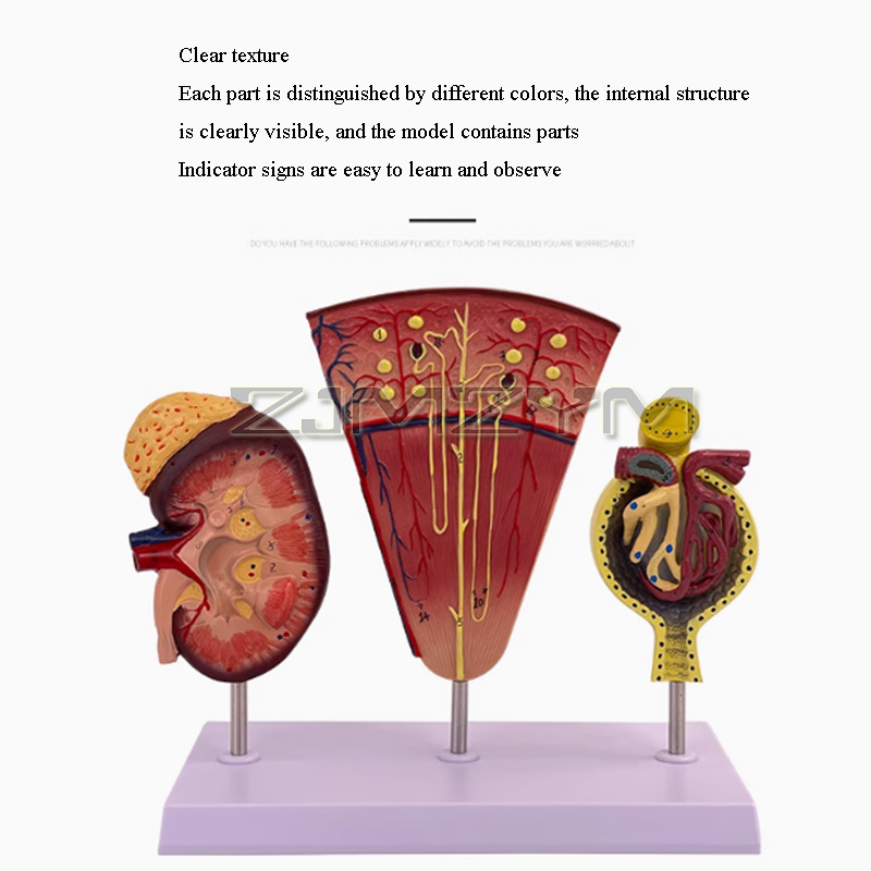 学校教育、腎臓構造、尿路システム、展示ラボのデモンストレーシ - Medical Lab Study のレビューと価格