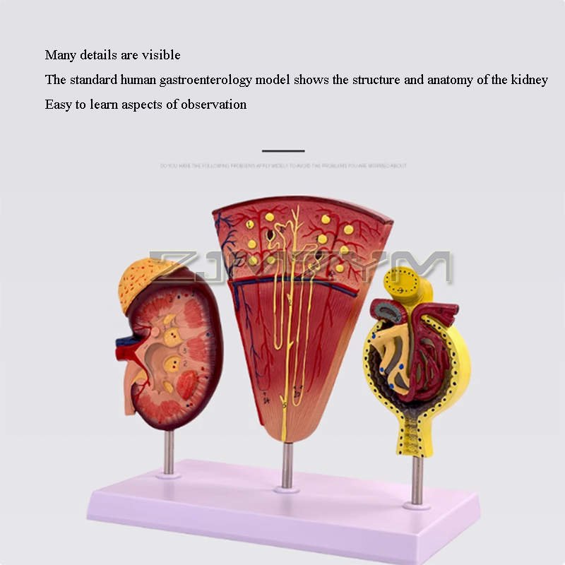学校教育、腎臓構造、尿路システム、展示ラボのデモンストレーシ - Medical Lab Study のレビューと価格