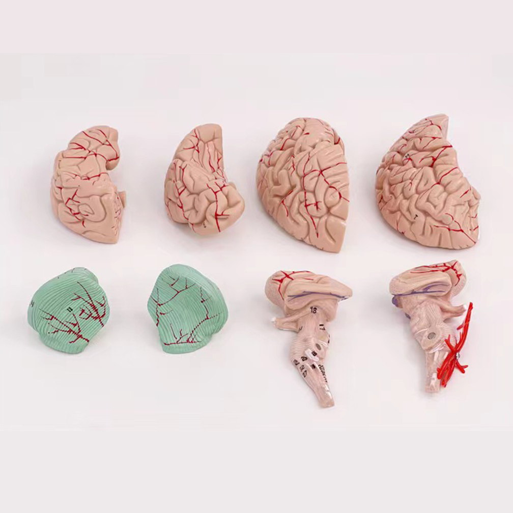 人間の人生のサイズ,脳の機能領域モデル,科学の解剖学,教室, - Medical Lab Study のレビューと価格
