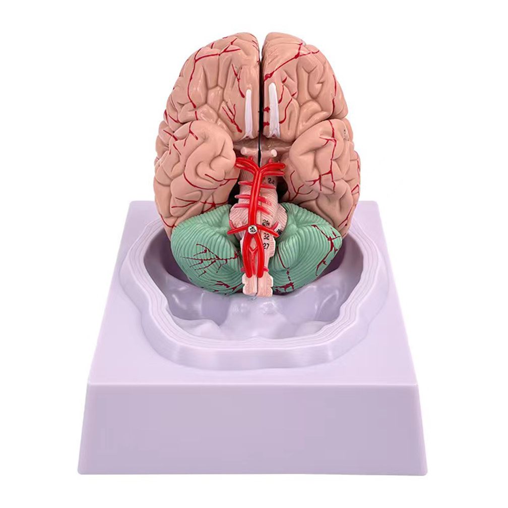 人間の人生のサイズ,脳の機能領域モデル,科学の解剖学,教室, - Medical Lab Study のレビューと価格