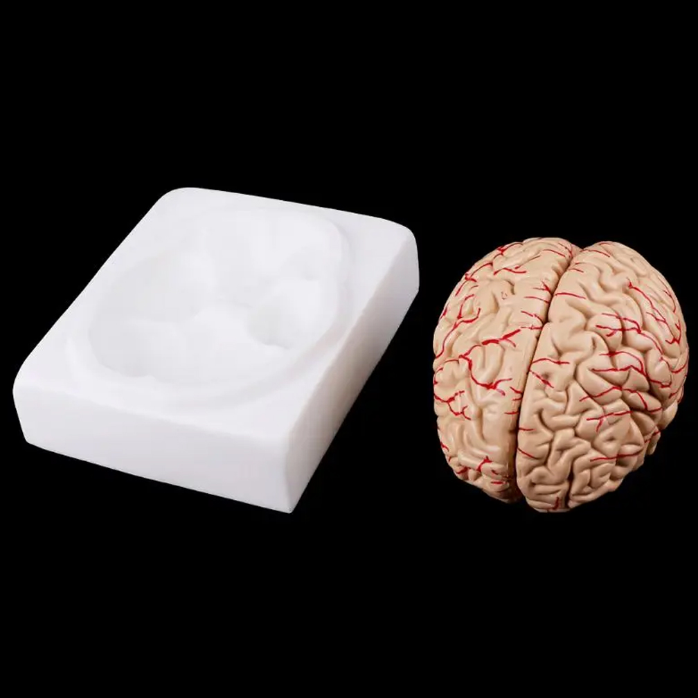 人間の人生のサイズ,脳の機能領域モデル,科学の解剖学,教室, - Medical Lab Study のレビューと価格